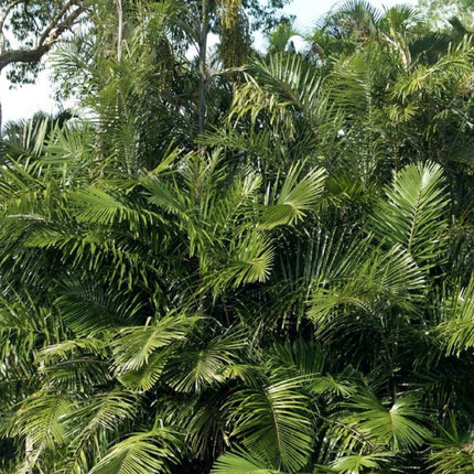 Nasiona Arengi Australijskiej - Arenga Australasica