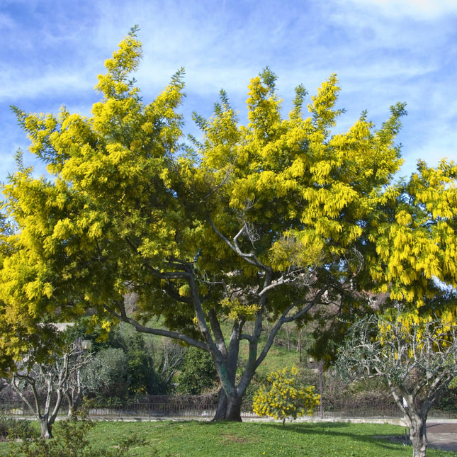 Nasiona Akacji Srebrzystej - Acacia Dealbata