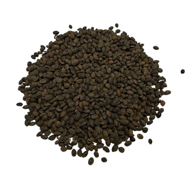 Nasiona Akacji Srebrzystej - Acacia Dealbata