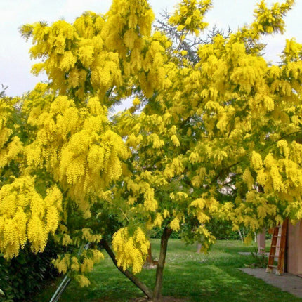 Nasiona Akacji Srebrzystej - Acacia Dealbata