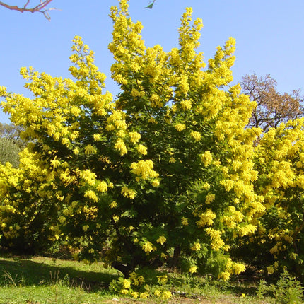 Nasiona Akacji Srebrzystej - Acacia Dealbata