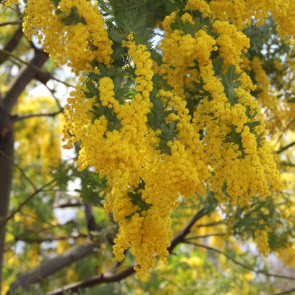 Nasiona Akacji Srebrzystej - Acacia Dealbata