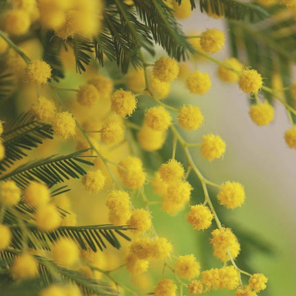 Nasiona Akacji Srebrzystej - Acacia Dealbata