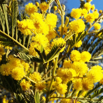 Nasiona Akacji Srebrzystej - Acacia Dealbata