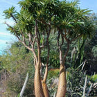 Nasiona Madagaskarskiej Palmy Pachypodium (Pachypodium rutenbergianum)