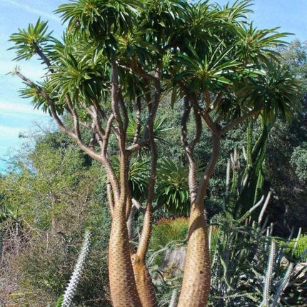 Nasiona Madagaskarskiej Palmy Pachypodium - Pachypodium Rutenbergianum