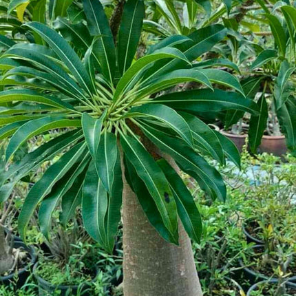 Nasiona Madagaskarskiej Palmy Pachypodium - Pachypodium Rutenbergianum