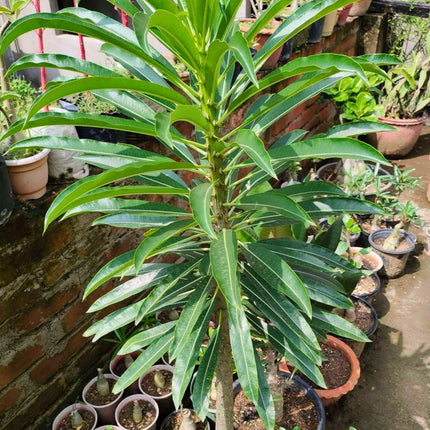 Nasiona Madagaskarskiej Palmy Pachypodium - Pachypodium Rutenbergianum