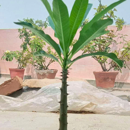 Nasiona Madagaskarskiej Palmy Pachypodium - Pachypodium Rutenbergianum