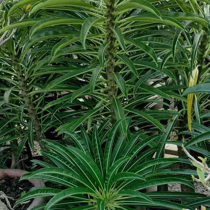 Nasiona Madagaskarskiej Palmy Pachypodium - Pachypodium Rutenbergianum