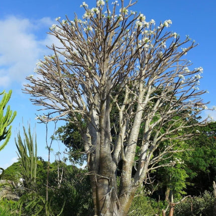 Nasiona Madagaskarskiej Palmy Pachypodium - Pachypodium Rutenbergianum