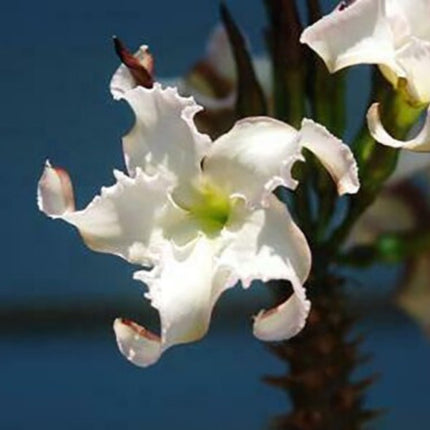 Nasiona Madagaskarskiej Palmy Pachypodium - Pachypodium Rutenbergianum