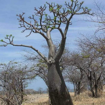 Nasiona Madagaskarskiej Palmy Pachypodium - Pachypodium Rutenbergianum
