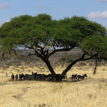 Nasiona Drzewa Cierniowego Parasolowego - Acacia Tortilis