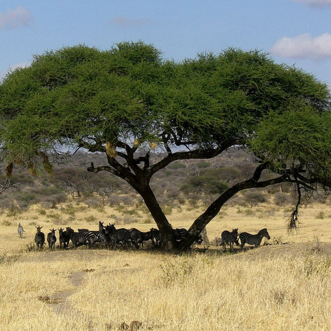 Nasiona Drzewa Cierniowego Parasolowego - Acacia Tortilis