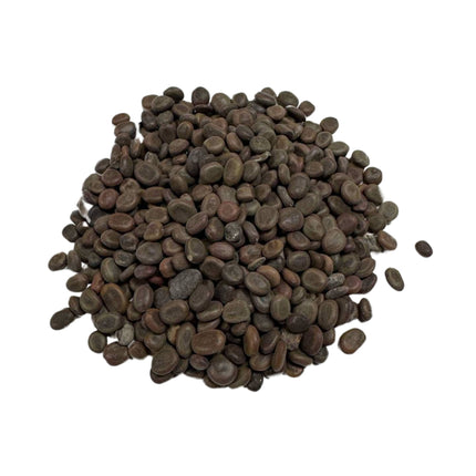 Nasiona Drzewa Cierniowego Parasolowego - Acacia Tortilis