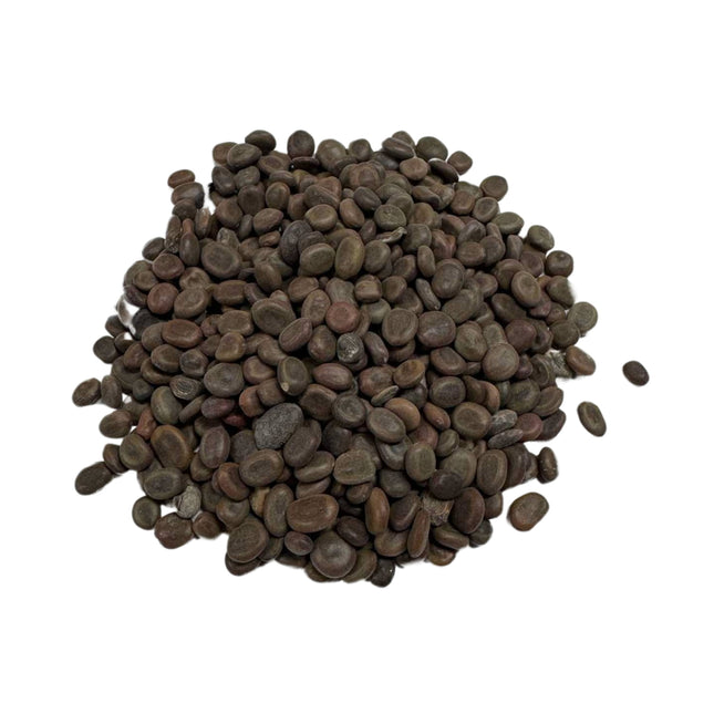 Nasiona Drzewa Cierniowego Parasolowego - Acacia Tortilis
