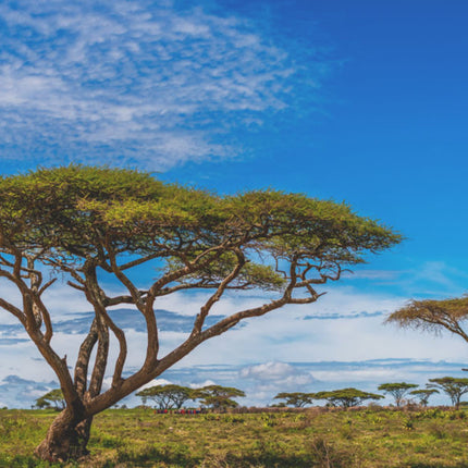 Nasiona Drzewa Cierniowego Parasolowego - Acacia Tortilis