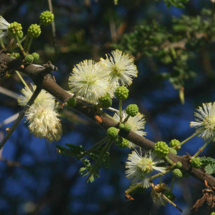 Nasiona Drzewa Cierniowego Parasolowego - Acacia Tortilis