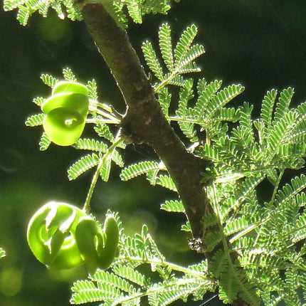 Nasiona Drzewa Cierniowego Parasolowego - Acacia Tortilis