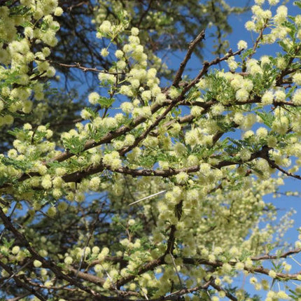 Nasiona Drzewa Cierniowego Parasolowego - Acacia Tortilis