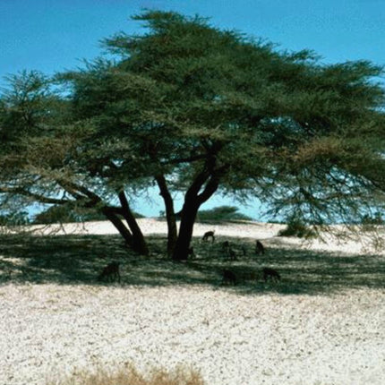 Nasiona Drzewa Cierniowego Parasolowego - Acacia Tortilis