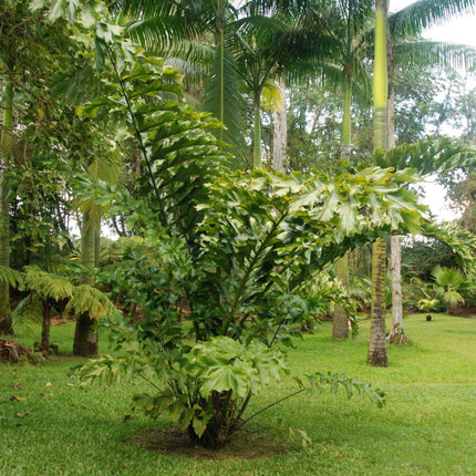 Nasiona Karłowatej Palmy Rybi Ogon - Wallichia Oblongifolia