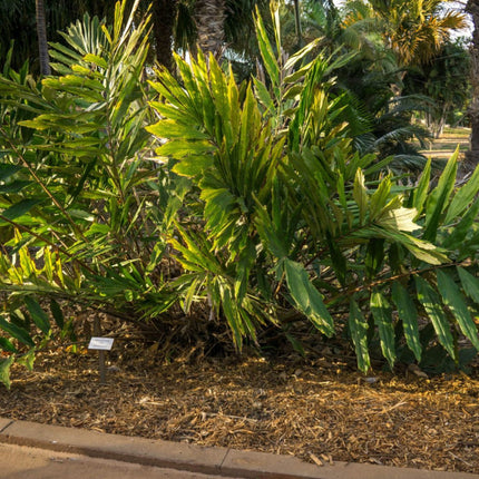 Nasiona Karłowatej Palmy Rybi Ogon - Wallichia Oblongifolia