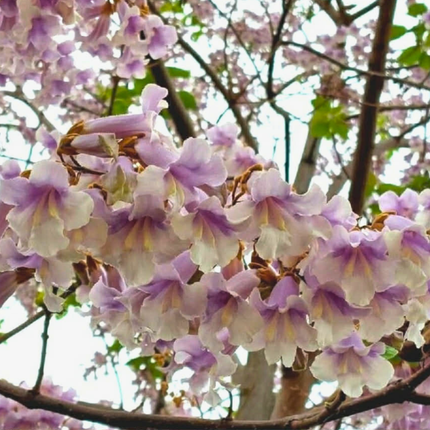 Nasiona Paulowni Surmolistnej - Paulownia Catalpifolia