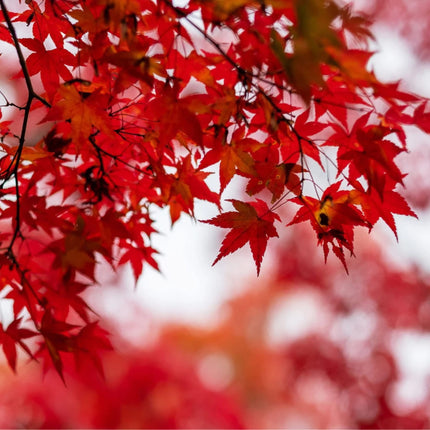 Nasiona Klonu Ginnala - Acer Ginnala