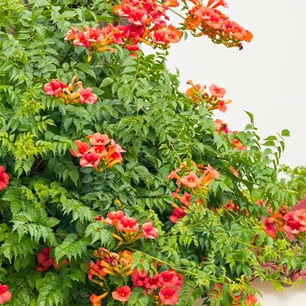 Nasiona Milinu Amerykańskiego - Campsis Radicans