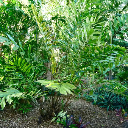 Nasiona Karłowatej Palmy Rybi Ogon - Wallichia Oblongifolia