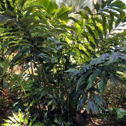 Nasiona Karłowatej Palmy Rybi Ogon - Wallichia Oblongifolia