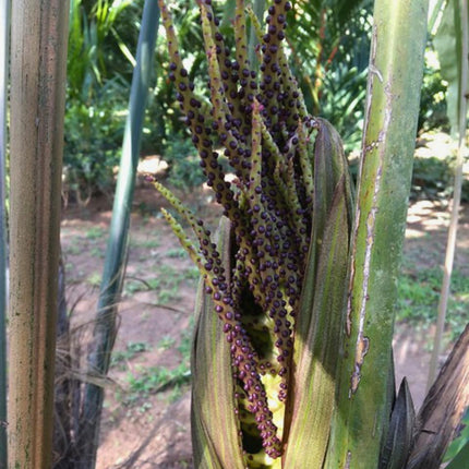 Nasiona Karłowatej Palmy Rybi Ogon - Wallichia Oblongifolia