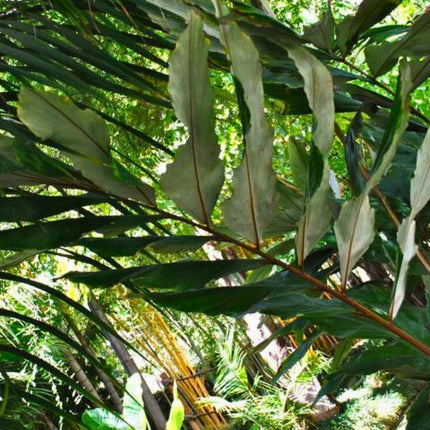 Nasiona Karłowatej Palmy Rybi Ogon - Wallichia Oblongifolia