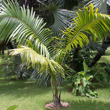 Nasiona Palmy Mącznej - Dypsis Mananjarensis