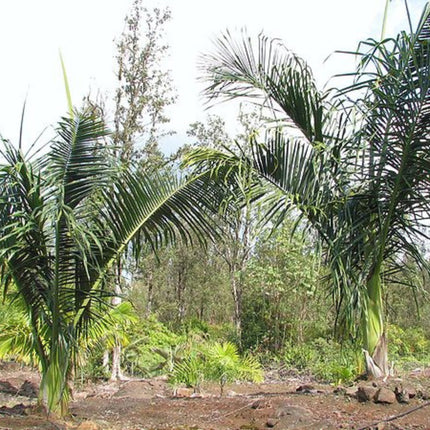 Nasiona Palmy Mącznej - Dypsis Mananjarensis
