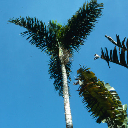 Nasiona Palmy Mącznej - Dypsis Mananjarensis