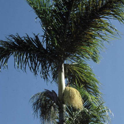 Nasiona Palmy Mącznej - Dypsis Mananjarensis