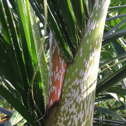 Nasiona Palmy Mącznej - Dypsis Mananjarensis