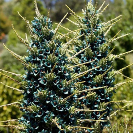 Nasiona Puya Niebieska - Puya Berteroniana