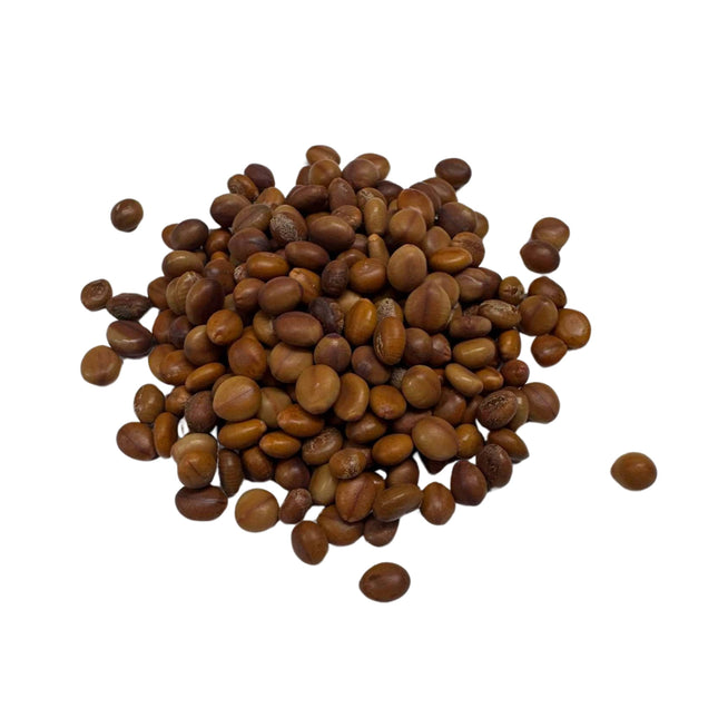 Nasiona Birmańskiej Różowej Kasji - Cassia Renigera