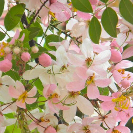 Nasiona Birmańskiej Różowej Kasji - Cassia Renigera