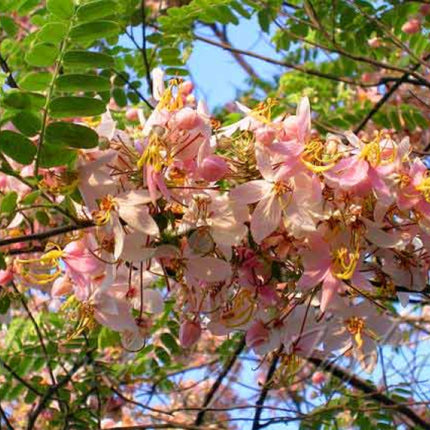 Nasiona Birmańskiej Różowej Kasji - Cassia Renigera