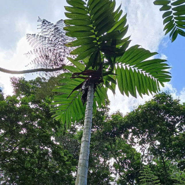 Nasiona Palmy Pacaya - Chamaedorea Tepejilote