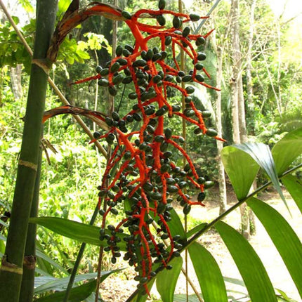 Nasiona Palmy Pacaya - Chamaedorea Tepejilote