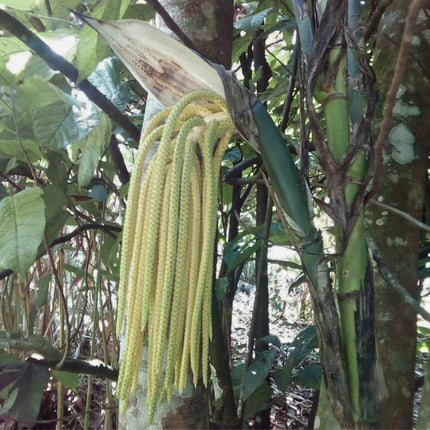 Nasiona Palmy Pacaya - Chamaedorea Tepejilote