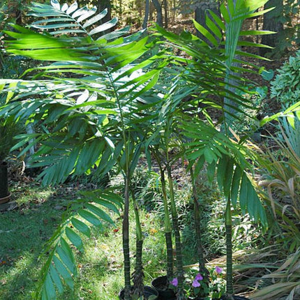 Nasiona Palmy Pacaya - Chamaedorea Tepejilote