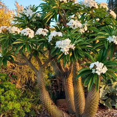 Nasiona Palmy Madagaskarskiej - Pachypodium Lamerei