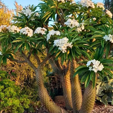 Nasiona Palmy Madagaskarskiej - Pachypodium Lamerei